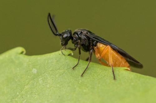 Réf. 254 024 : Sterictiphora sp.