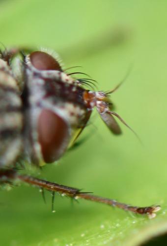 Phryno vetula