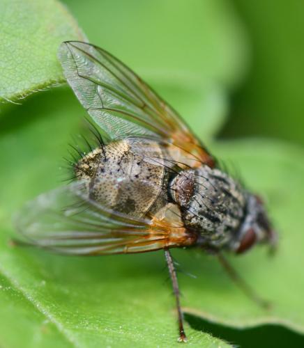 Phryno vetula