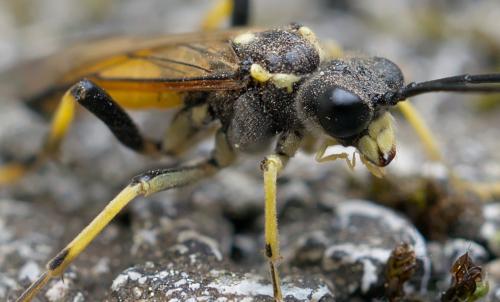 Réf. 254 647 : Tenthredo maculata maculata
