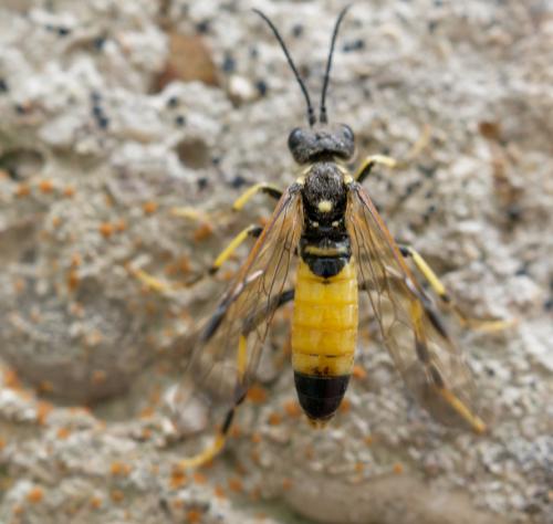 Réf. 254 648 : Tenthredo maculata maculata