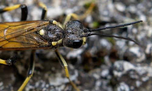 Réf. 254 650 : Tenthredo maculata maculata