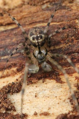 Réf. 254 217 : Labulla thoracica