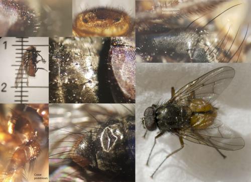 Phaonia subventa