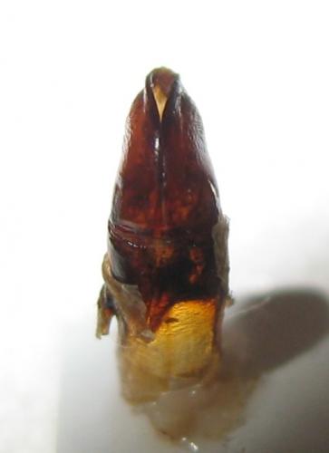 Réf. 254 276 : Tmesorrhina pilosipes