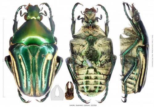 Trichaulax concinna