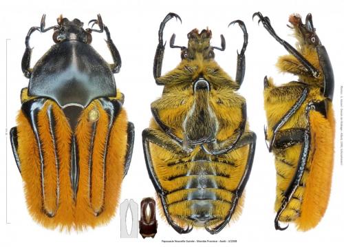 Trichaulax sericea