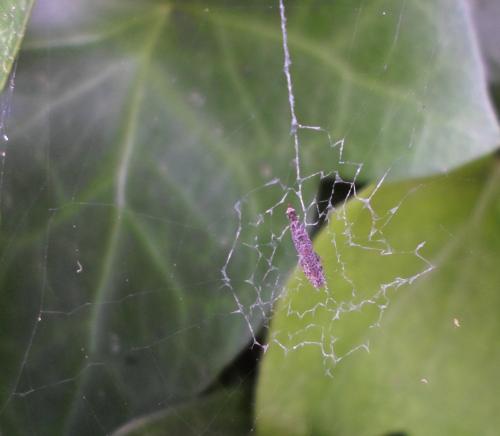 Uloborus plumipes