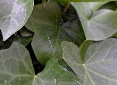 Uloborus plumipes