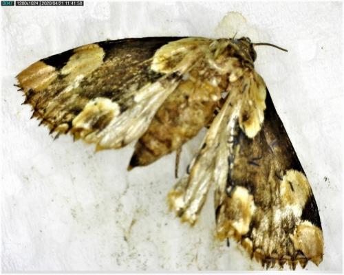 Réf. 254 153 : Thyatira batis