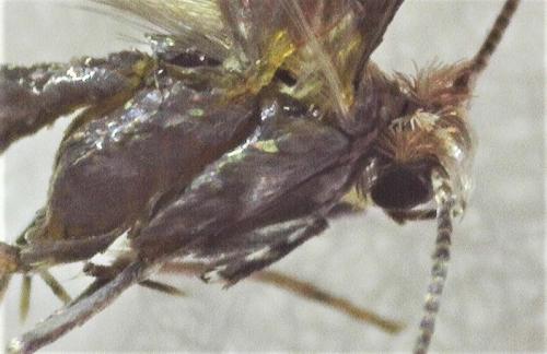 Phyllonorycter sp.