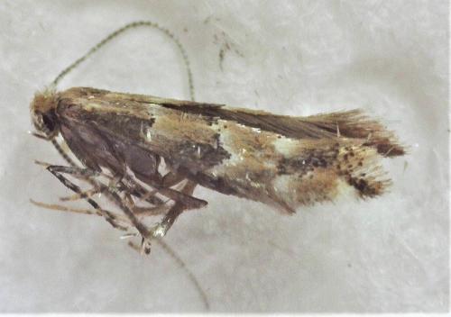 Réf. 254 154 : Phyllonorycter sp.