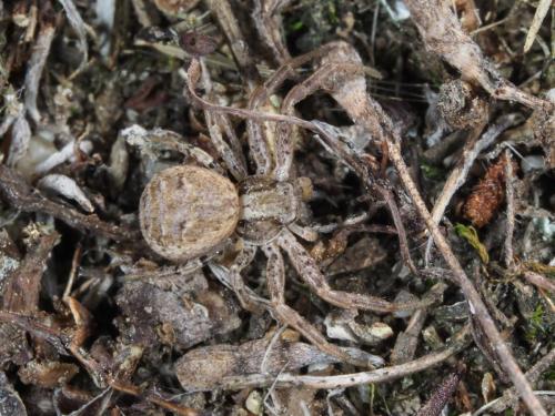 Xysticus_sl sp.