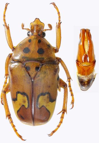 Anisorrhina laeviplaga