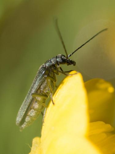 Réf. 254 484 : Oedemera sp.