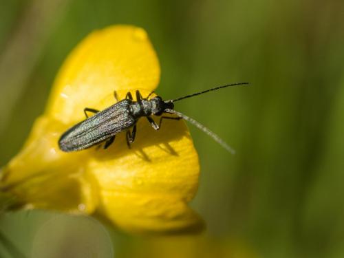 Réf. 254 483 : Oedemera sp.