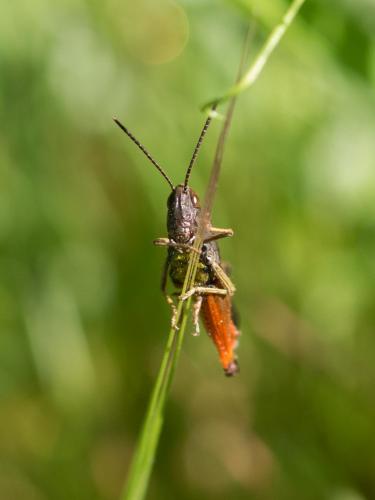 Omocestus rufipes