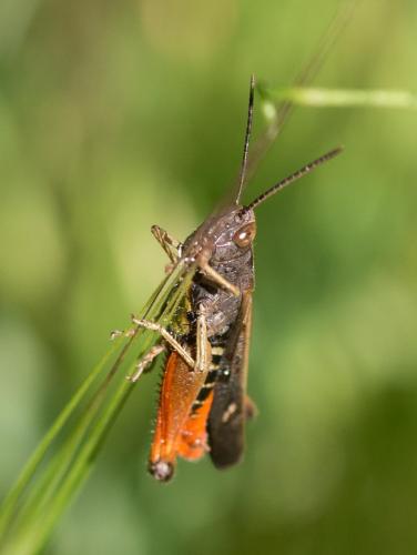 Omocestus rufipes