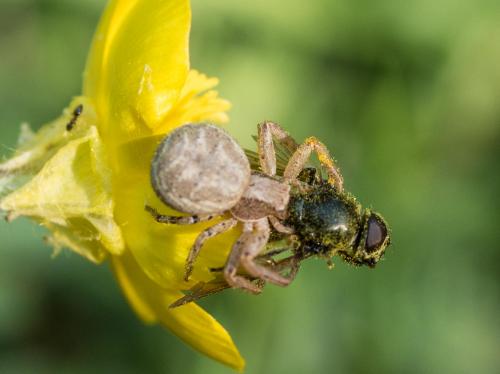 Xysticus sp.