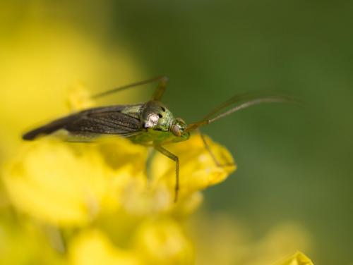 Closterotomus trivialis