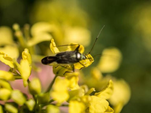 Closterotomus trivialis