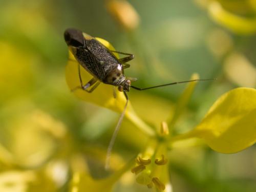 Closterotomus trivialis
