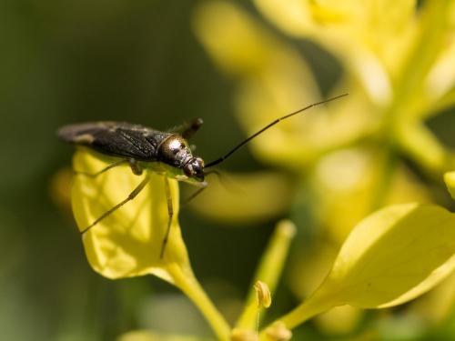 Réf. 254 568 : Closterotomus trivialis