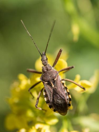 Réf. 254 575 : Rhynocoris erythropus