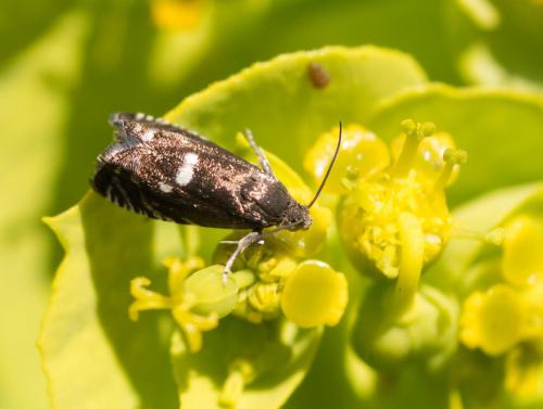 Réf. 254 578 : Grapholita sp.