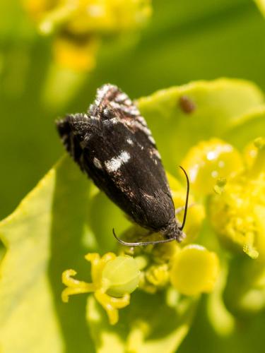 Grapholita sp.