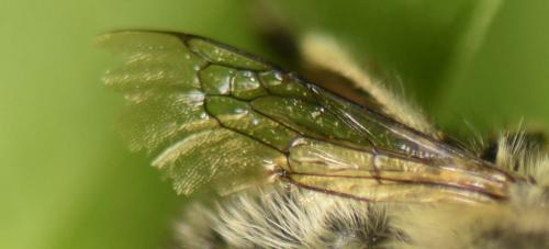 Anthophora plumipes