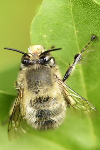 Anthophora plumipes