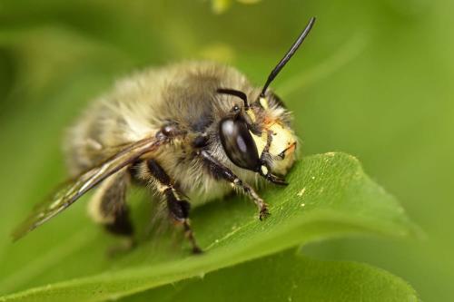 Anthophora plumipes