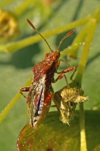 Rhopalus subrufus