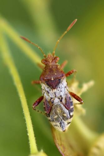 Rhopalus subrufus