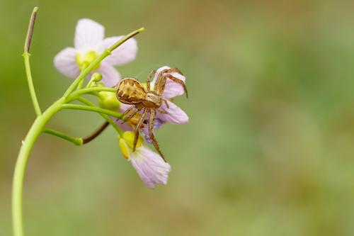 Xysticus sp.
