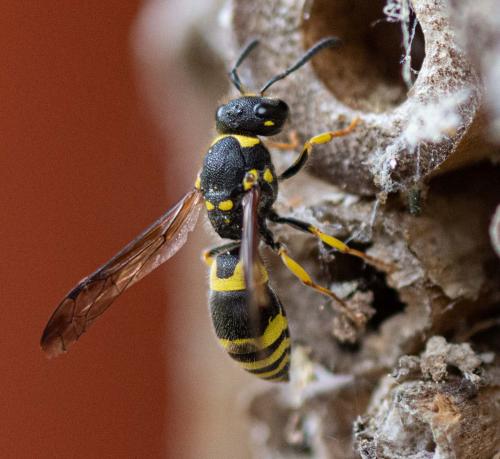 Ancistrocerus sp.