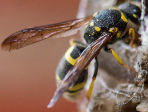 Réf. 254 727 : Ancistrocerus sp.