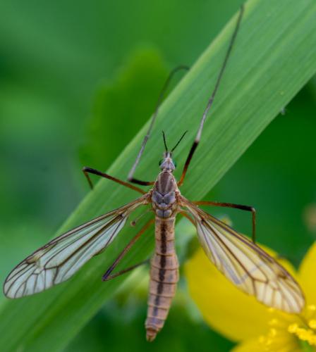 Tipula vernalis