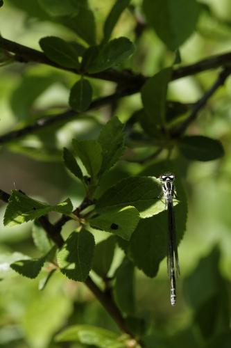 Coenagrion puella