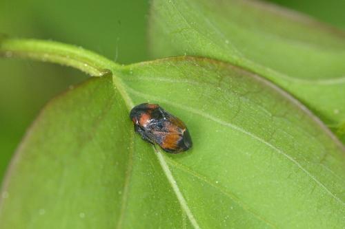 Penthimia nigra