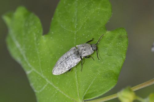 Agrypnus murinus