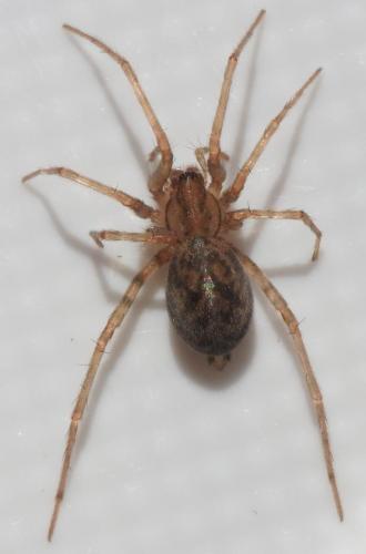 Tegenaria domestica