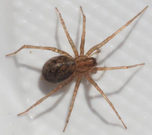 Tegenaria domestica
