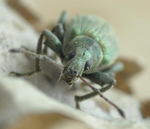 Réf. 254 100 : Phyllobius pomaceus