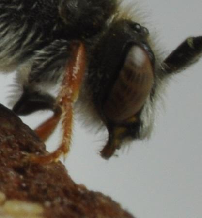 Nomada femoralis