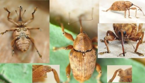 Réf. 254 244 : Curculio pellitus