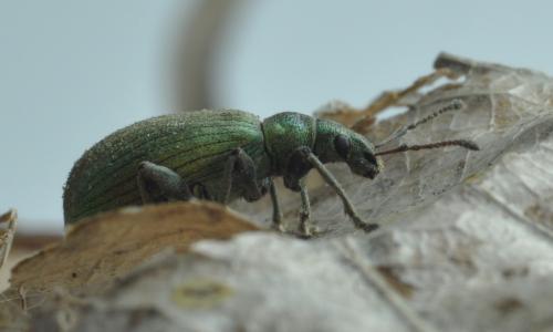 Réf. 254 099 : Phyllobius pomaceus