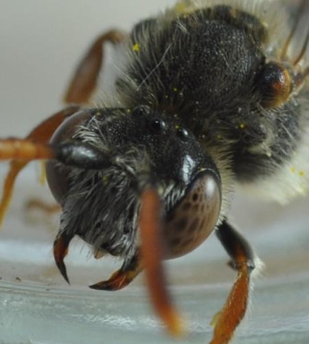 Nomada femoralis