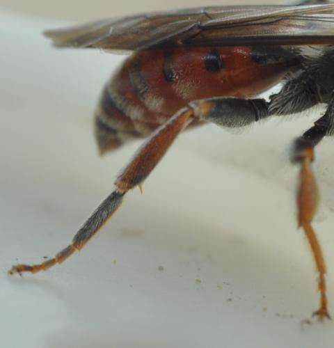 Nomada femoralis